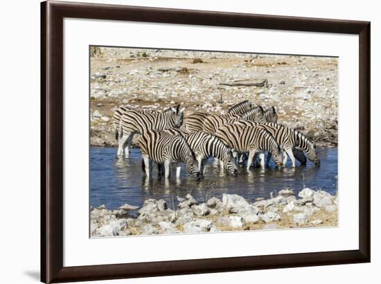Africa, Namibia, Etosha National Park, Zebras at the Watering Hole-Hollice Looney-Framed Photographic Print