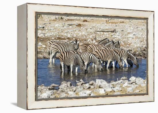 Africa, Namibia, Etosha National Park, Zebras at the Watering Hole-Hollice Looney-Framed Premier Image Canvas