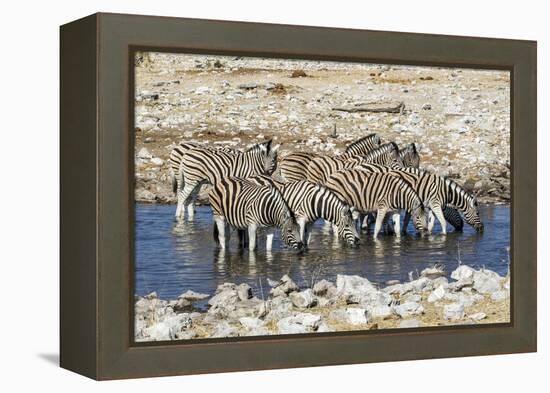 Africa, Namibia, Etosha National Park, Zebras at the Watering Hole-Hollice Looney-Framed Premier Image Canvas