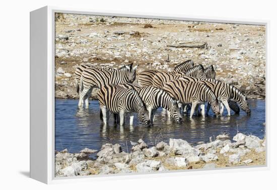 Africa, Namibia, Etosha National Park, Zebras at the Watering Hole-Hollice Looney-Framed Premier Image Canvas