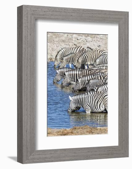 Africa, Namibia, Etosha National Park. Zebras at the watering hole-Hollice Looney-Framed Photographic Print