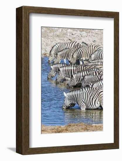 Africa, Namibia, Etosha National Park. Zebras at the watering hole-Hollice Looney-Framed Photographic Print