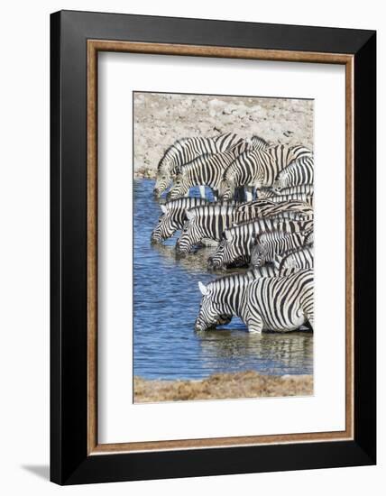 Africa, Namibia, Etosha National Park. Zebras at the watering hole-Hollice Looney-Framed Photographic Print