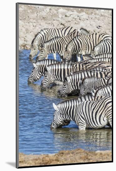 Africa, Namibia, Etosha National Park. Zebras at the watering hole-Hollice Looney-Mounted Photographic Print