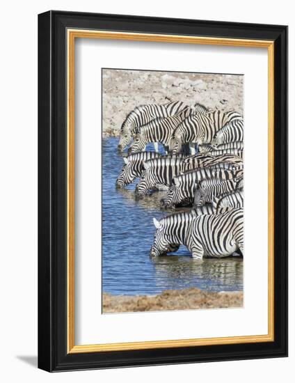 Africa, Namibia, Etosha National Park. Zebras at the watering hole-Hollice Looney-Framed Photographic Print