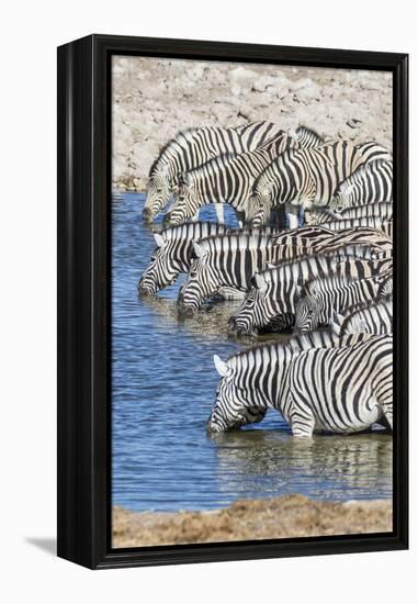 Africa, Namibia, Etosha National Park. Zebras at the watering hole-Hollice Looney-Framed Premier Image Canvas