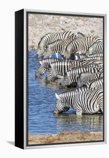 Africa, Namibia, Etosha National Park. Zebras at the watering hole-Hollice Looney-Framed Premier Image Canvas