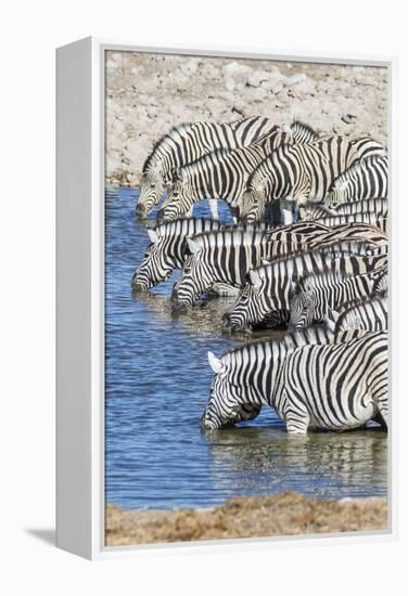 Africa, Namibia, Etosha National Park. Zebras at the watering hole-Hollice Looney-Framed Premier Image Canvas