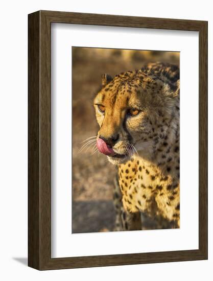 Africa, Namibia, Keetmanshoop. Cheetah at the Quiver tree Forest Rest Camp-Hollice Looney-Framed Photographic Print