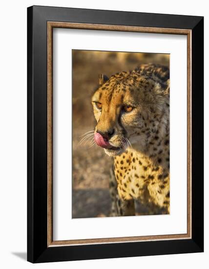 Africa, Namibia, Keetmanshoop. Cheetah at the Quiver tree Forest Rest Camp-Hollice Looney-Framed Photographic Print