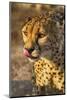 Africa, Namibia, Keetmanshoop. Cheetah at the Quiver tree Forest Rest Camp-Hollice Looney-Mounted Photographic Print