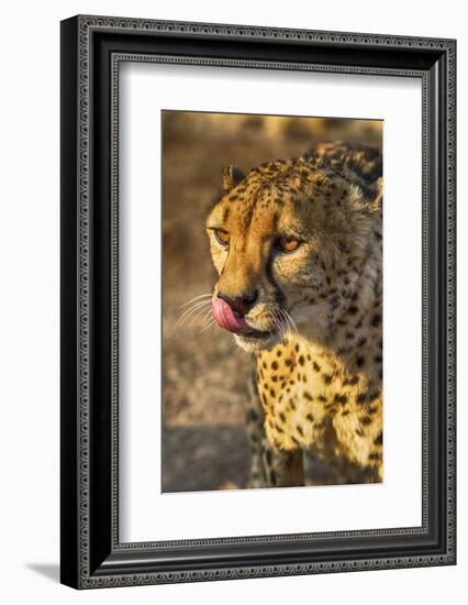 Africa, Namibia, Keetmanshoop. Cheetah at the Quiver tree Forest Rest Camp-Hollice Looney-Framed Photographic Print