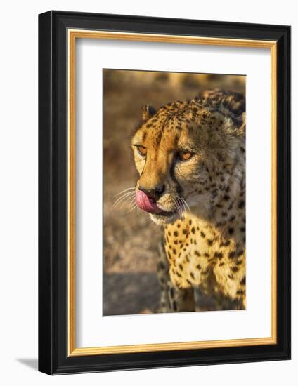 Africa, Namibia, Keetmanshoop. Cheetah at the Quiver tree Forest Rest Camp-Hollice Looney-Framed Photographic Print