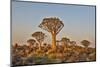 Africa, Namibia, Keetmanshoop, Quiver tree Forest at the Quiver tree Forest Rest Camp-Hollice Looney-Mounted Photographic Print