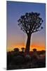 Africa, Namibia, Keetmanshoop, sunset at the Quiver tree Forest at the Quiver tree Forest Rest Camp-Hollice Looney-Mounted Photographic Print