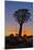 Africa, Namibia, Keetmanshoop, sunset at the Quiver tree Forest at the Quiver tree Forest Rest Camp-Hollice Looney-Mounted Photographic Print