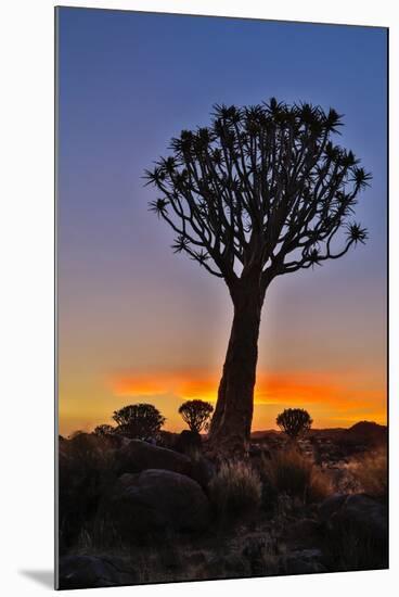 Africa, Namibia, Keetmanshoop, sunset at the Quiver tree Forest at the Quiver tree Forest Rest Camp-Hollice Looney-Mounted Photographic Print