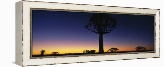 Africa, Namibia, Kokerboom Preserve, Quiver Tree-null-Framed Stretched Canvas