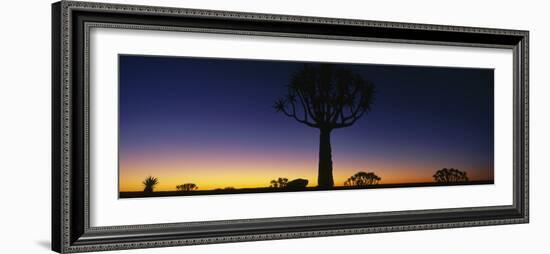 Africa, Namibia, Kokerboom Preserve, Quiver Tree-null-Framed Photographic Print