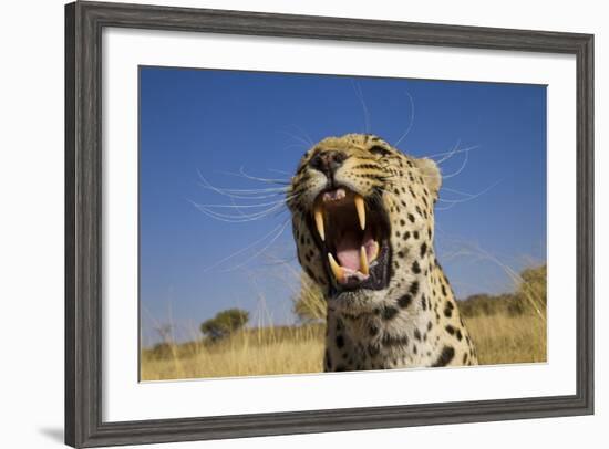 Africa, Namibia. Leopard Snarling-Jaynes Gallery-Framed Photographic Print