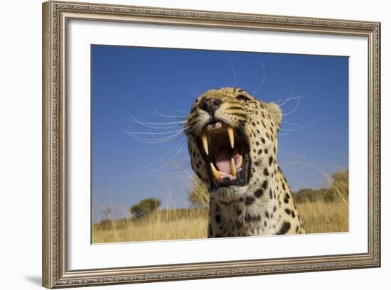 Africa, Namibia. Leopard Snarling-Jaynes Gallery-Framed Photographic Print