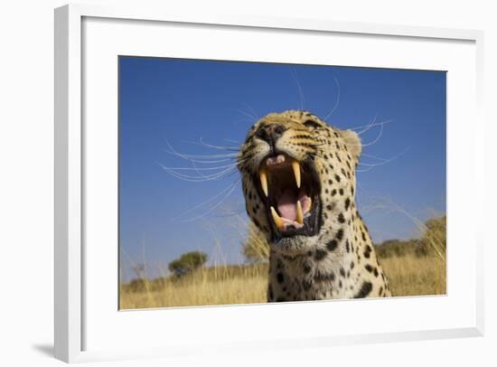 Africa, Namibia. Leopard Snarling-Jaynes Gallery-Framed Photographic Print