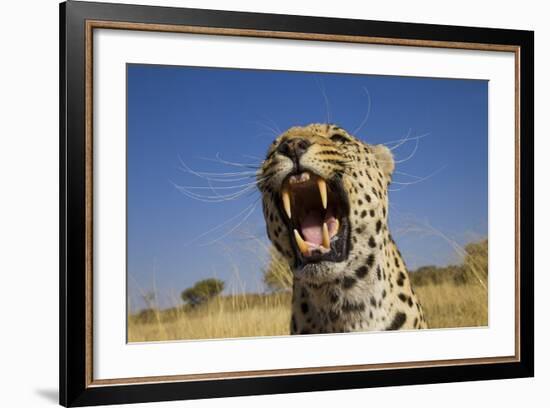 Africa, Namibia. Leopard Snarling-Jaynes Gallery-Framed Photographic Print