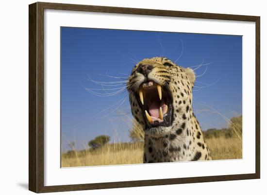 Africa, Namibia. Leopard Snarling-Jaynes Gallery-Framed Photographic Print