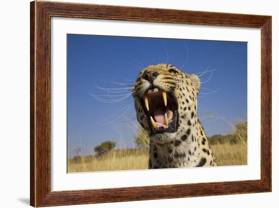 Africa, Namibia. Leopard Snarling-Jaynes Gallery-Framed Photographic Print