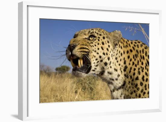 Africa, Namibia. Leopard Snarling-Jaynes Gallery-Framed Photographic Print