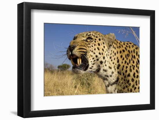 Africa, Namibia. Leopard Snarling-Jaynes Gallery-Framed Photographic Print