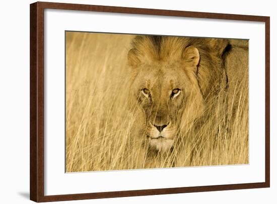 Africa, Namibia. Male Lion in Dry Grass-Jaynes Gallery-Framed Photographic Print