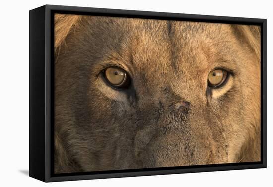 Africa, Namibia. Male Lion, Namibia-Jaynes Gallery-Framed Premier Image Canvas