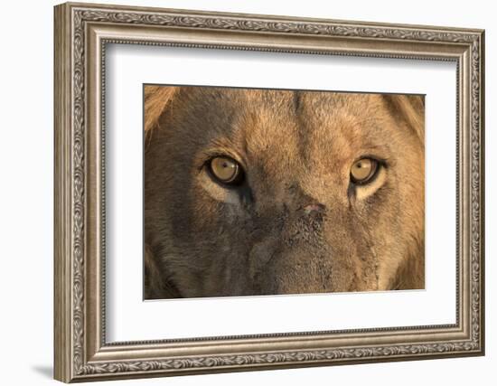 Africa, Namibia. Male Lion, Namibia-Jaynes Gallery-Framed Photographic Print