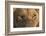 Africa, Namibia. Male Lion, Namibia-Jaynes Gallery-Framed Photographic Print