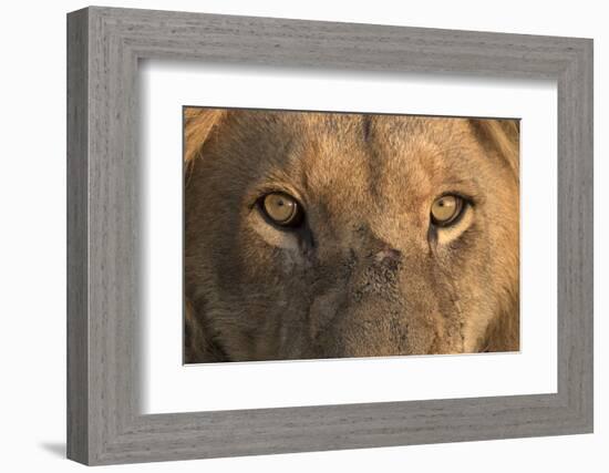 Africa, Namibia. Male Lion, Namibia-Jaynes Gallery-Framed Photographic Print