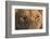 Africa, Namibia. Male Lion, Namibia-Jaynes Gallery-Framed Photographic Print