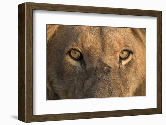 Africa, Namibia. Male Lion, Namibia-Jaynes Gallery-Framed Photographic Print