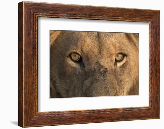 Africa, Namibia. Male Lion, Namibia-Jaynes Gallery-Framed Photographic Print