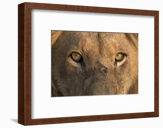 Africa, Namibia. Male Lion, Namibia-Jaynes Gallery-Framed Photographic Print