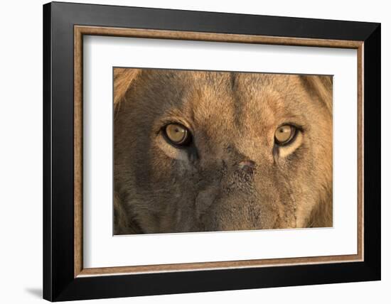 Africa, Namibia. Male Lion, Namibia-Jaynes Gallery-Framed Photographic Print