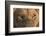 Africa, Namibia. Male Lion, Namibia-Jaynes Gallery-Framed Photographic Print