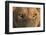 Africa, Namibia. Male Lion, Namibia-Jaynes Gallery-Framed Photographic Print