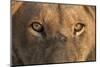 Africa, Namibia. Male Lion, Namibia-Jaynes Gallery-Mounted Photographic Print