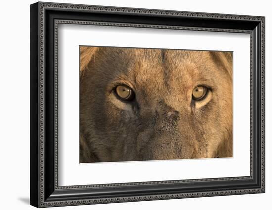 Africa, Namibia. Male Lion, Namibia-Jaynes Gallery-Framed Photographic Print