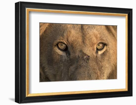 Africa, Namibia. Male Lion, Namibia-Jaynes Gallery-Framed Photographic Print