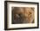 Africa, Namibia. Male Lion, Namibia-Jaynes Gallery-Framed Photographic Print