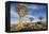 Africa, Namibia. Quiver Trees and Boulders-Jaynes Gallery-Framed Premier Image Canvas