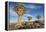 Africa, Namibia. Quiver Trees and Boulders-Jaynes Gallery-Framed Premier Image Canvas