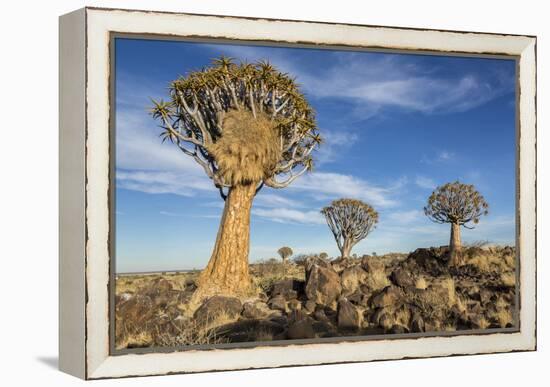 Africa, Namibia. Quiver Trees and Boulders-Jaynes Gallery-Framed Premier Image Canvas